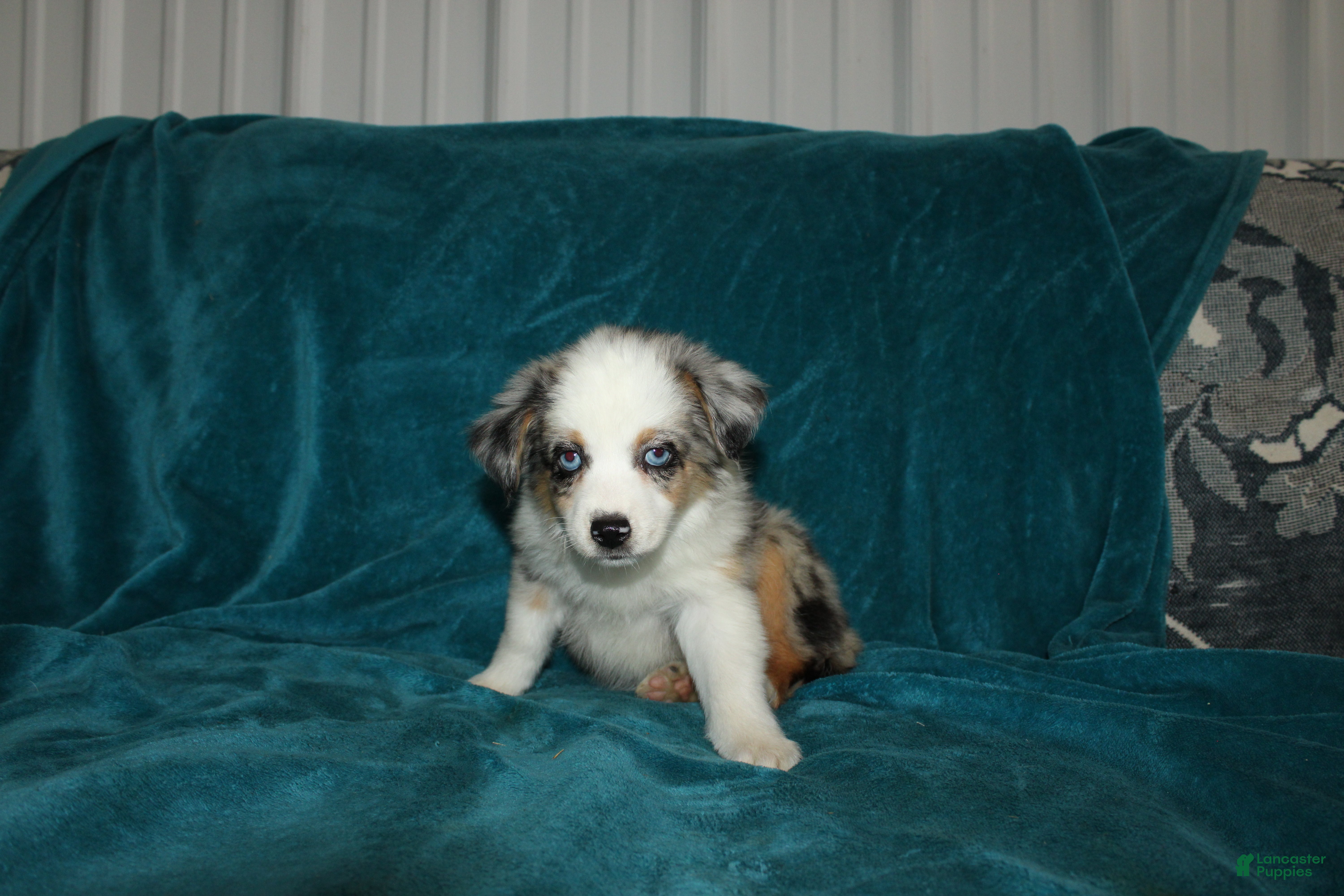 Miniature Australian Shepherd dogs for sale: Pansy - Ad 4