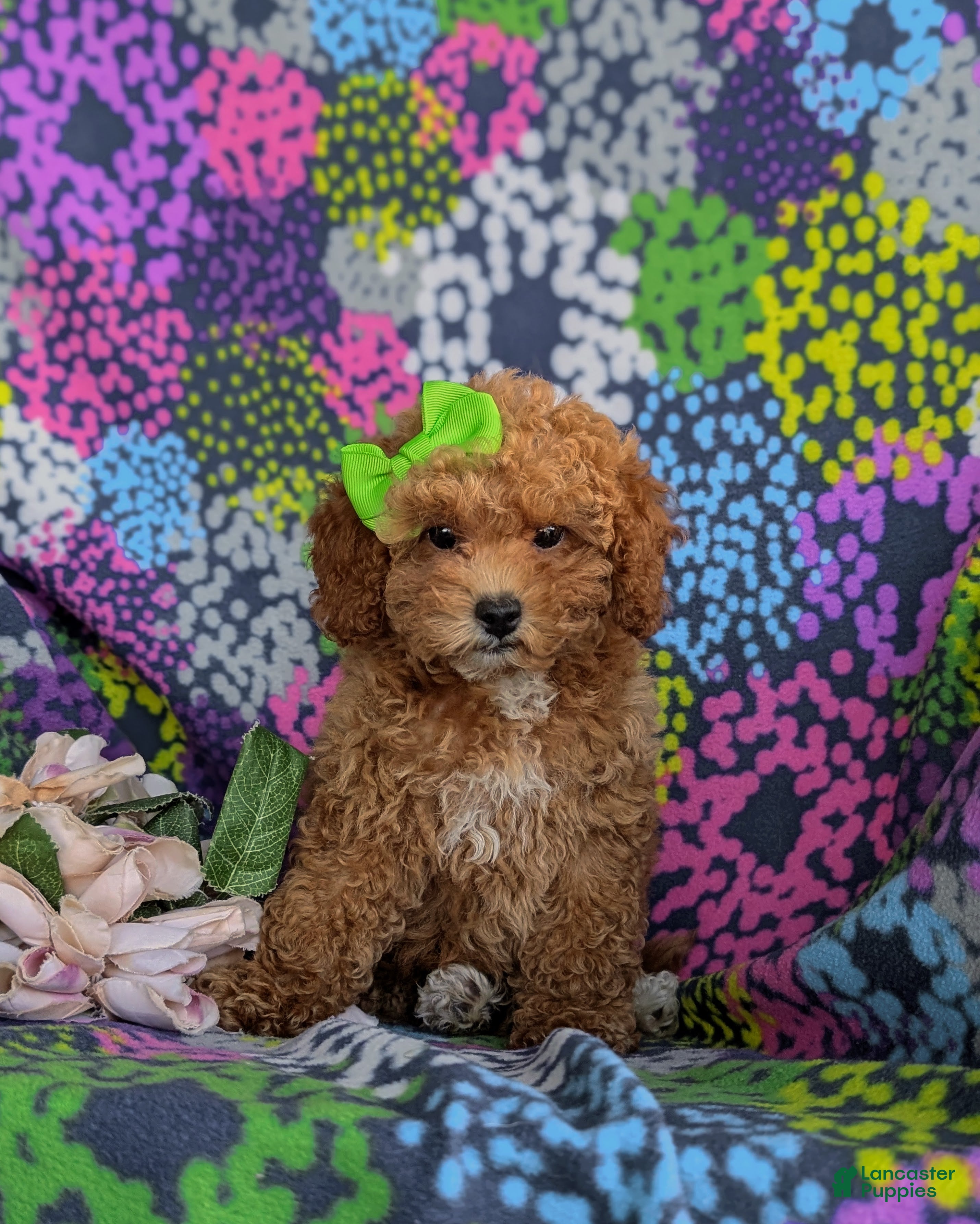 Toy Poodle dogs Peaches 9 lbs Full Grown - Ad 1