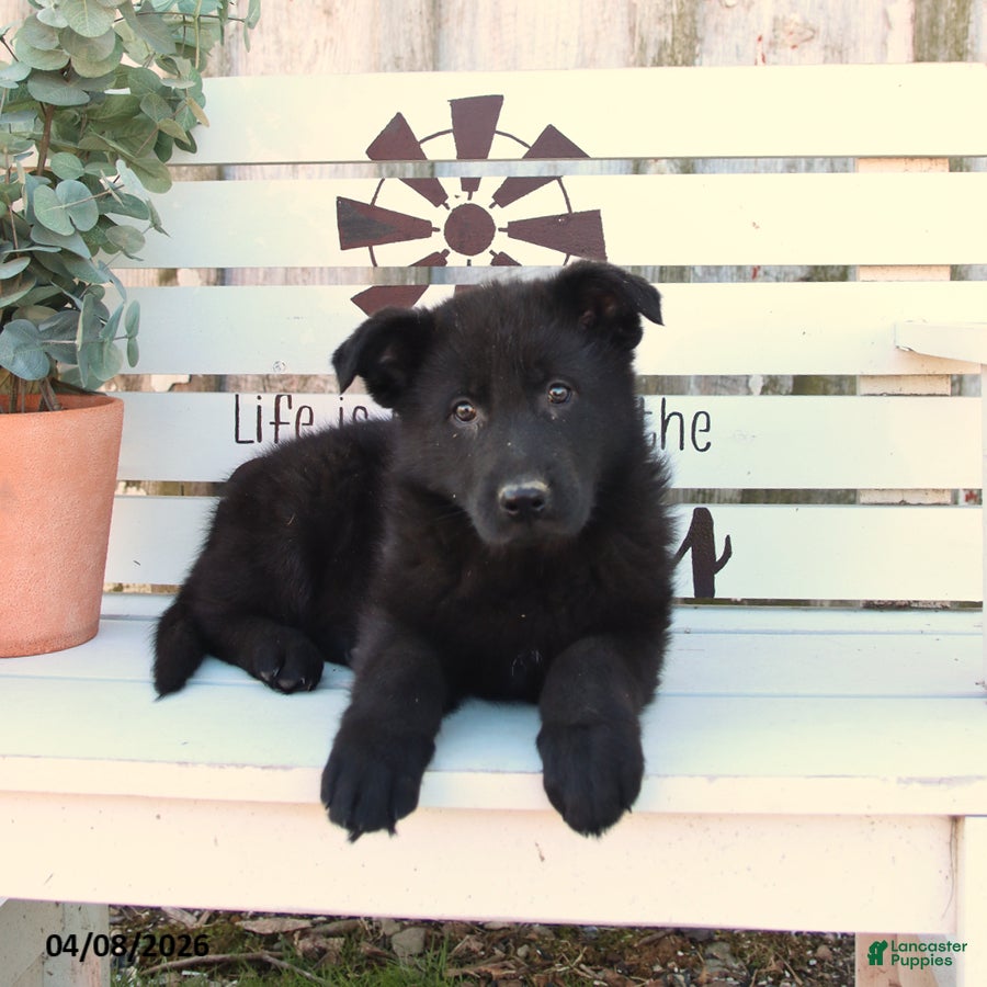 German Shepherd dogs Callie - Ad 2