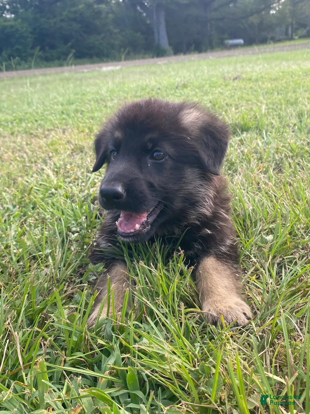 German Shepherd dogs for sale: Green Girl - Ad 1