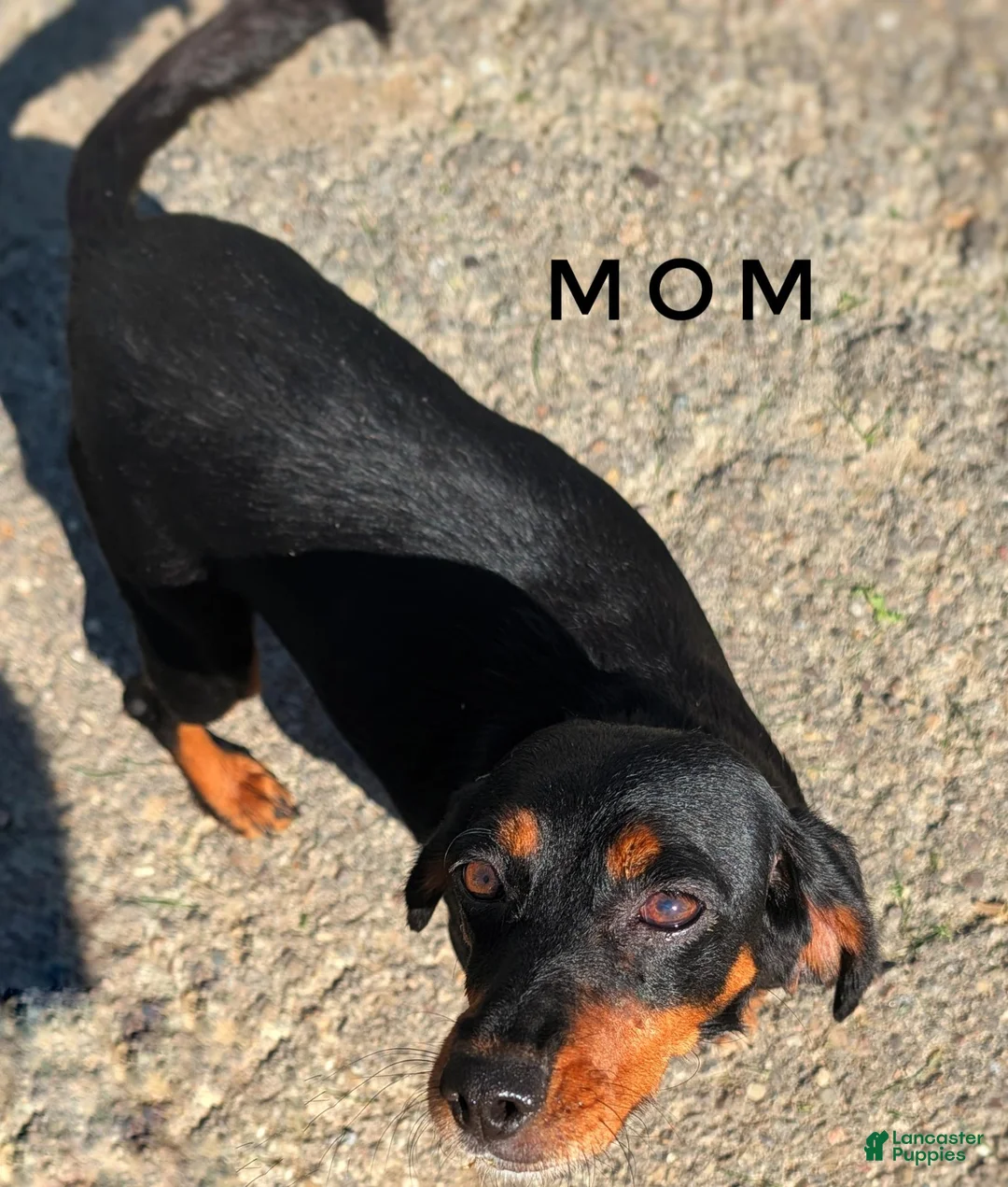 Mixed Breed dogs for sale: Copper - Ad 7