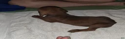 Redbone Coonhound dogs for sale: Redbone Coonhound 5(d green) - Ad 5