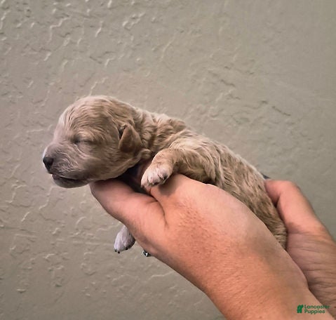 Toy Poodle dogs for sale: Blaze_Male - Ad 2
