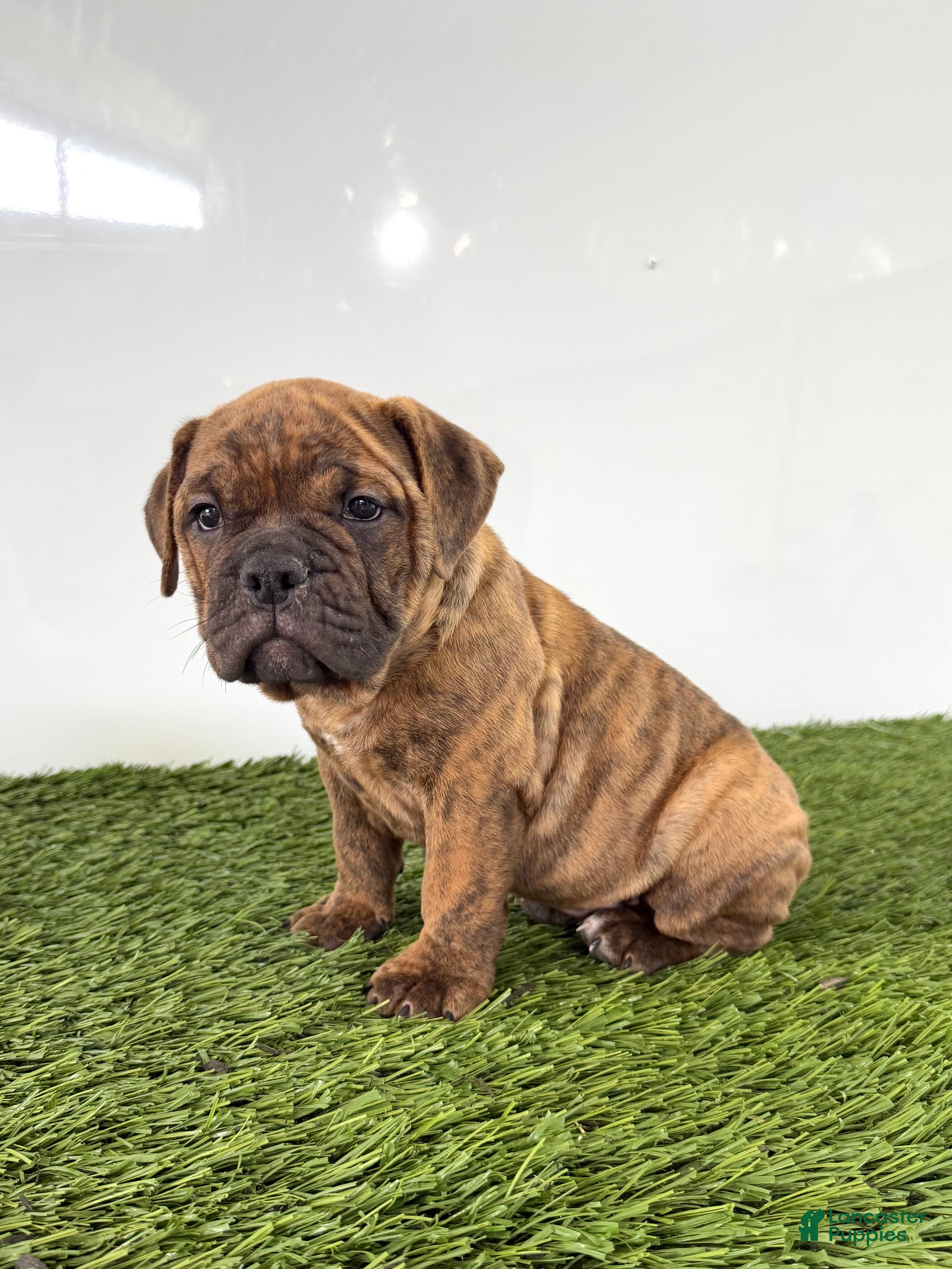 Olde English Bulldogge dogs Bubba - Ad 1