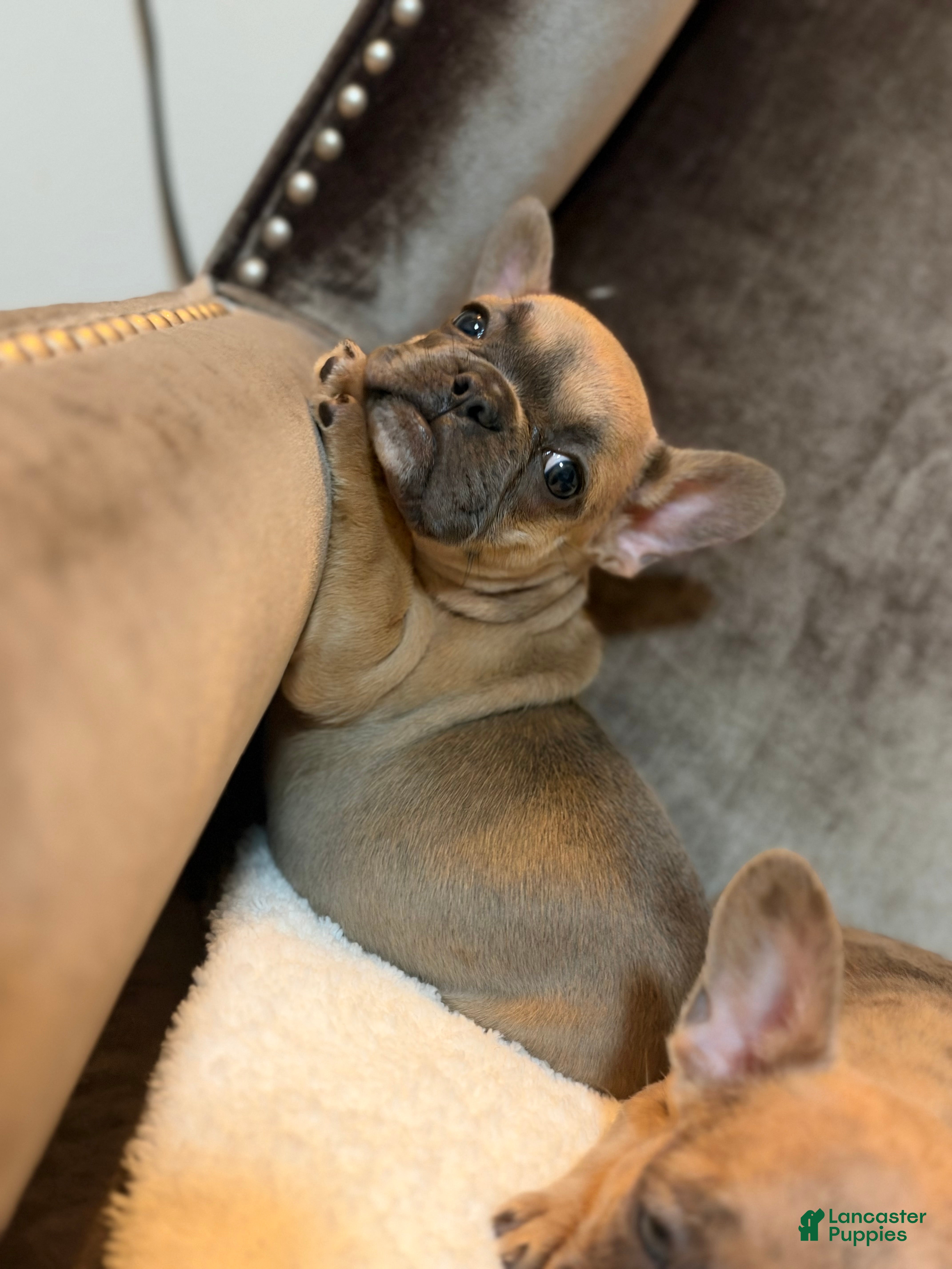 French Bulldog dogs Chloe - Ad 1