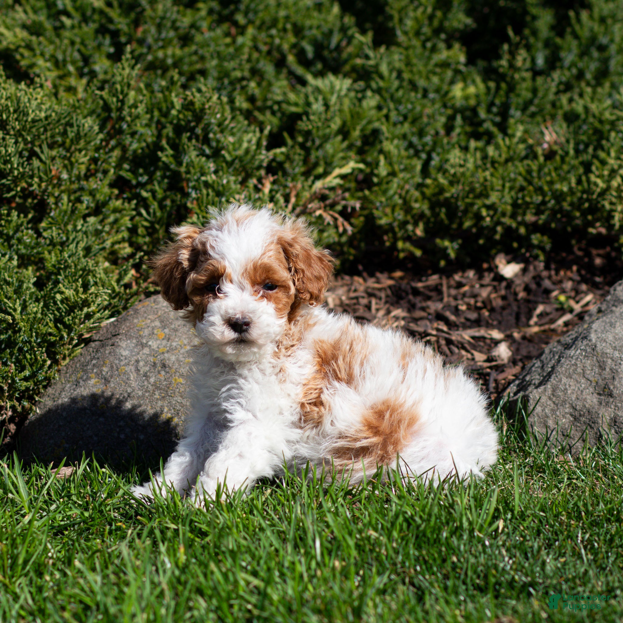 Miniature Poodle dogs Brody Miniature Poodle Puppy  - Ad 2