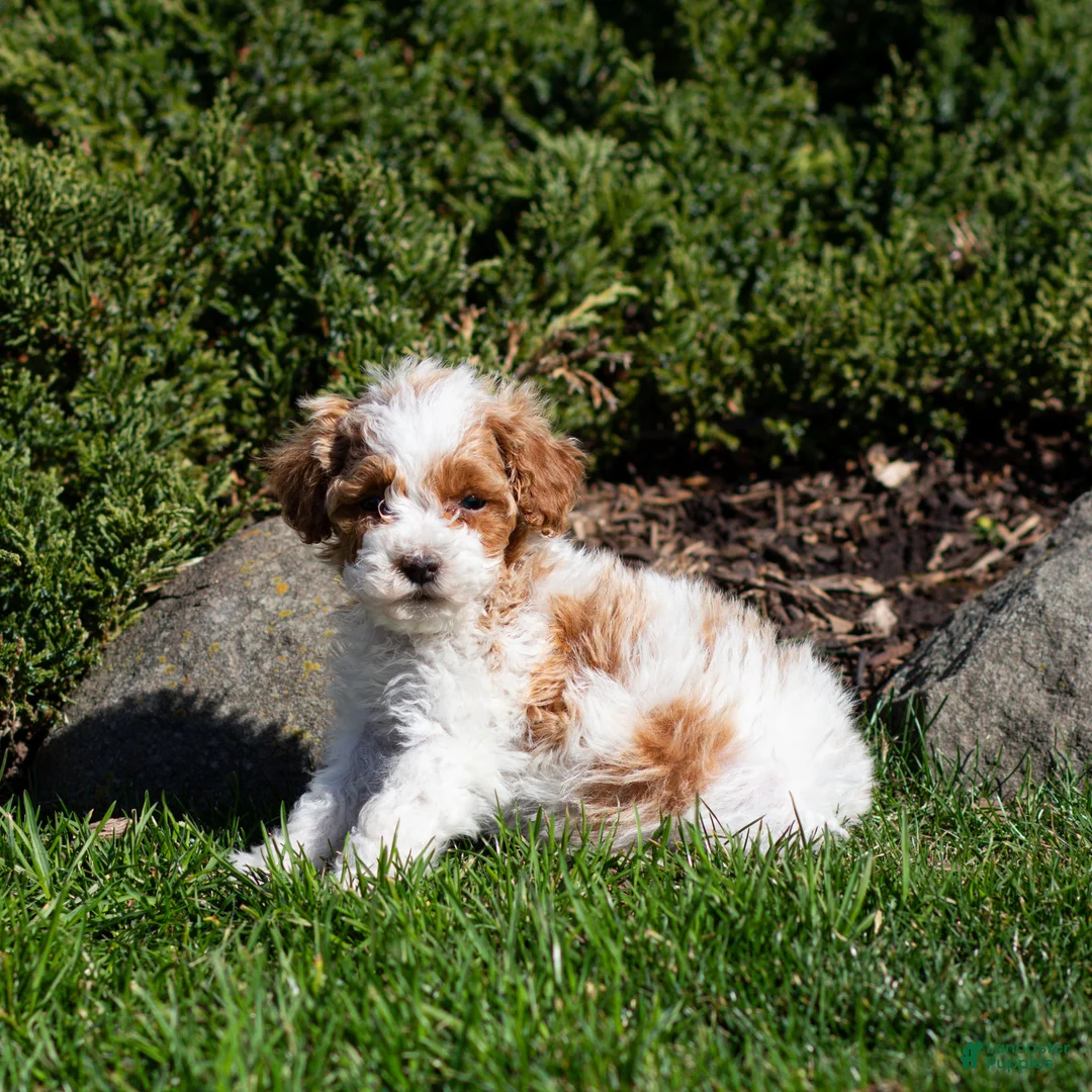 Miniature Poodle dogs for sale: Brody Miniature Poodle Puppy  - Ad 2