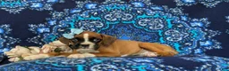 Boxer dogs for sale: Alisha - Ad 4