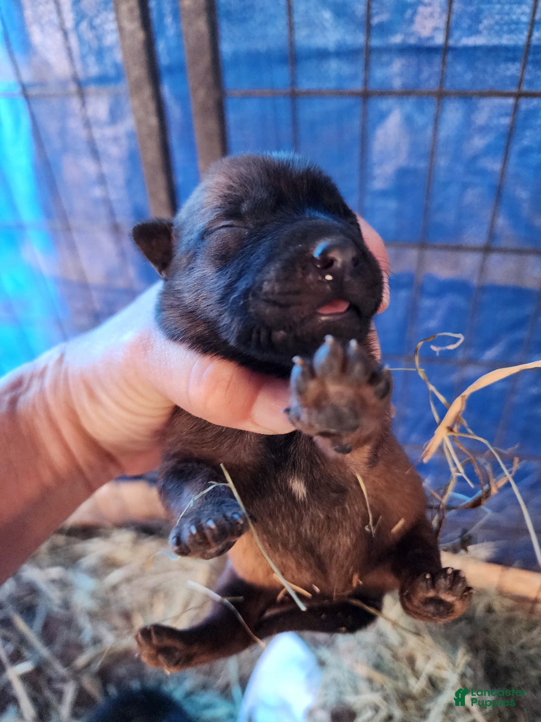 Belgian Malinois dogs for sale: Sascha Reddish F - Ad 3