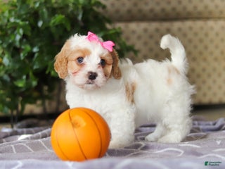 Cavapoo dogs - Ad 26