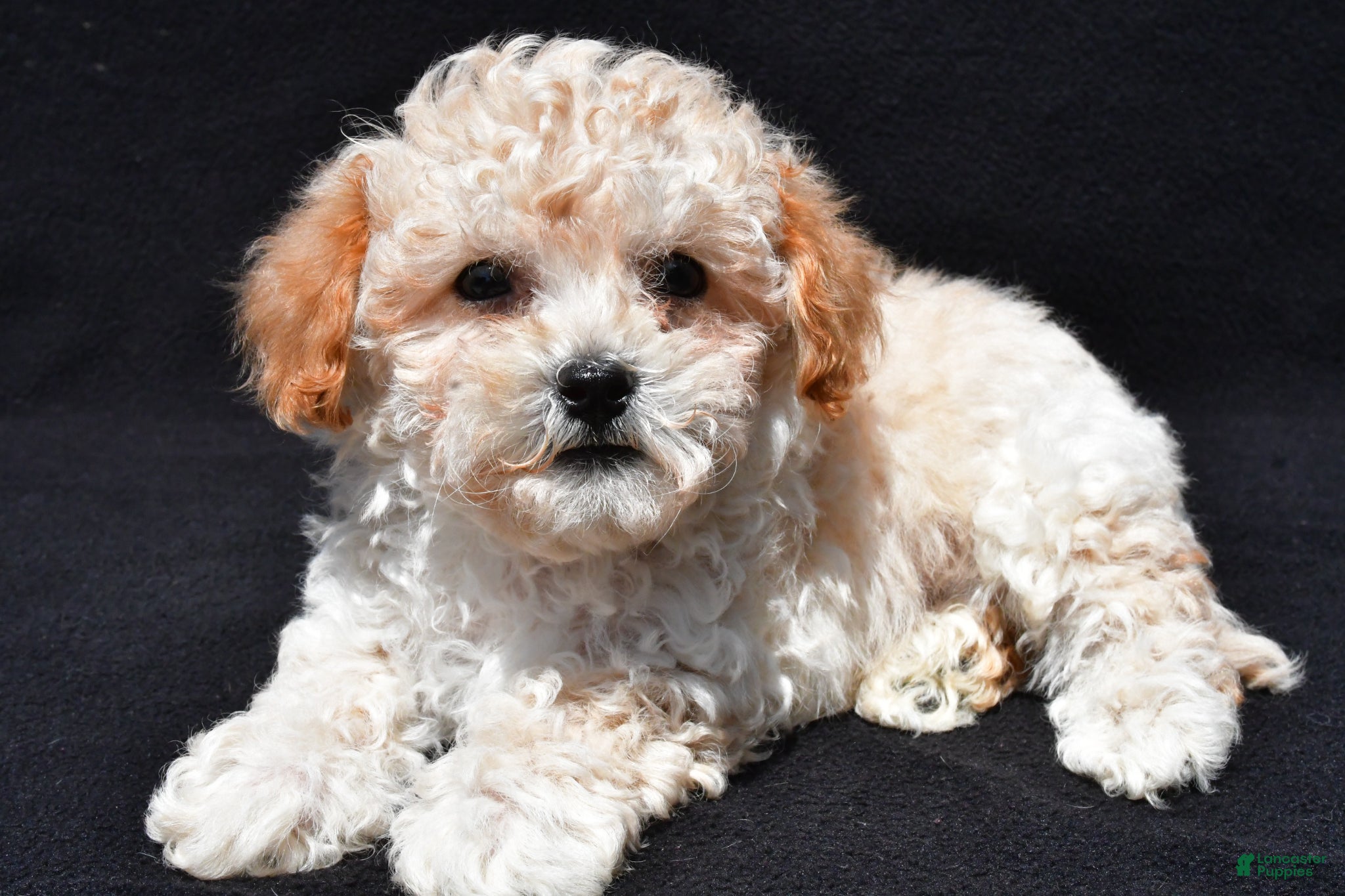 Shihpoo dogs for sale: Peanut - Ad 3