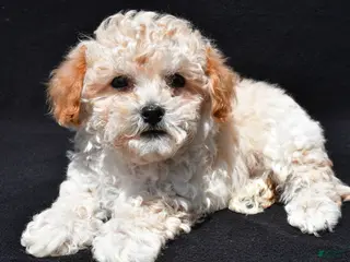 Shihpoo dogs for sale: Peanut - Ad 3
