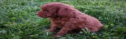 Miniature Poodle dogs for sale: Daisy  🐶 - Ad 11
