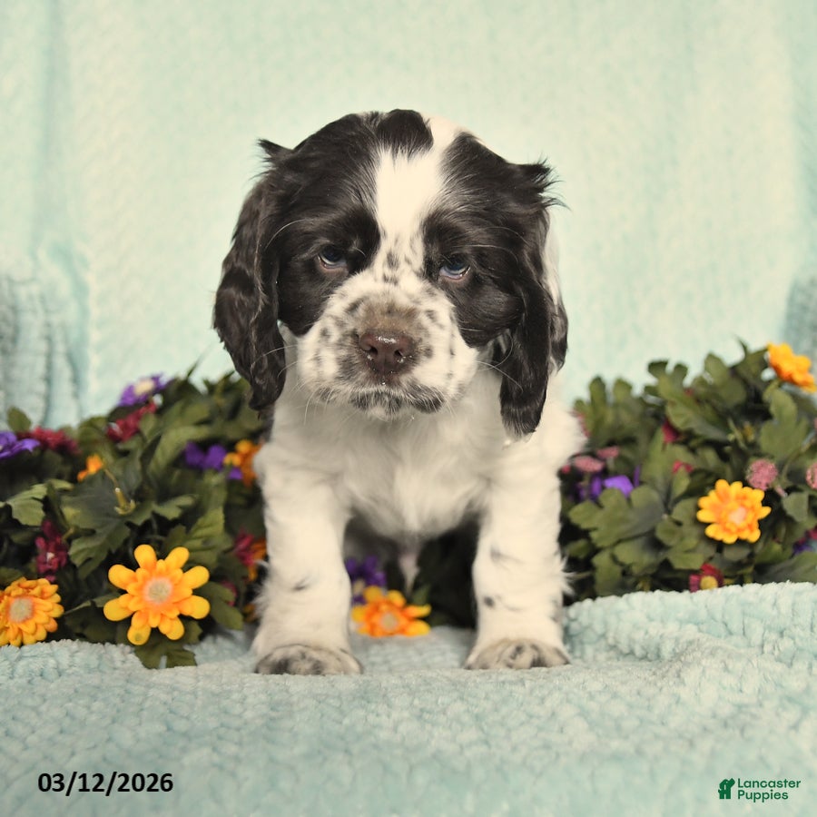 Cocker Spaniel dogs Saber - Ad 1