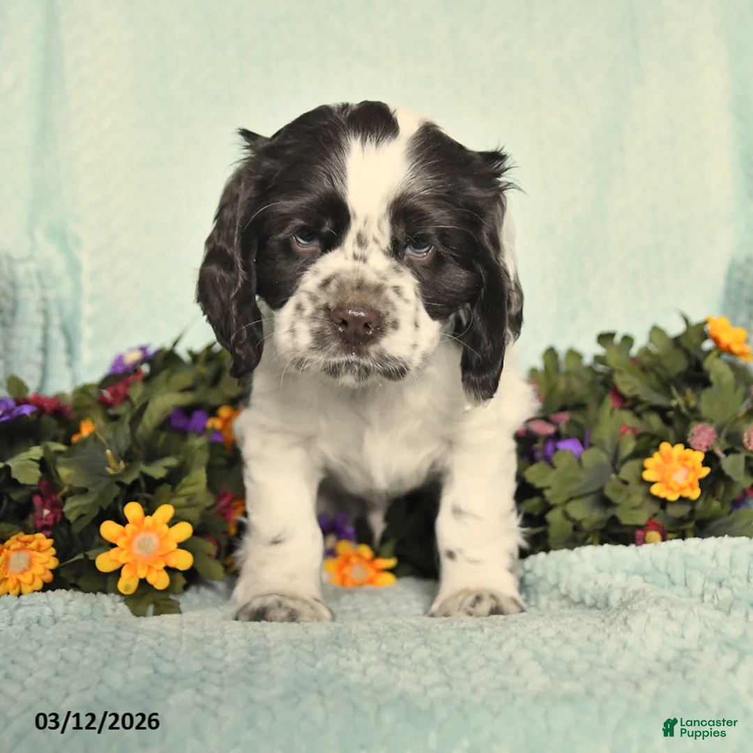 Cocker Spaniel dogs for sale: Saber - Ad 1