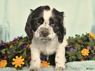 Cocker Spaniel dogs for sale: Saber - Ad 3