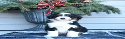 Bernedoodle dogs for sale: Mitchell - Ad 7
