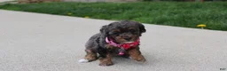 Miniature Poodle dogs for sale: Aurora  - Ad 3