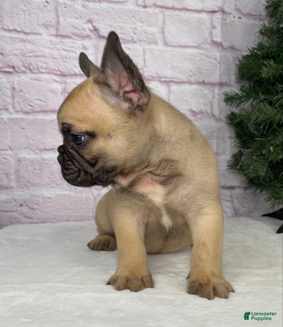French Bulldog dogs for sale: Kyle - Ad 6
