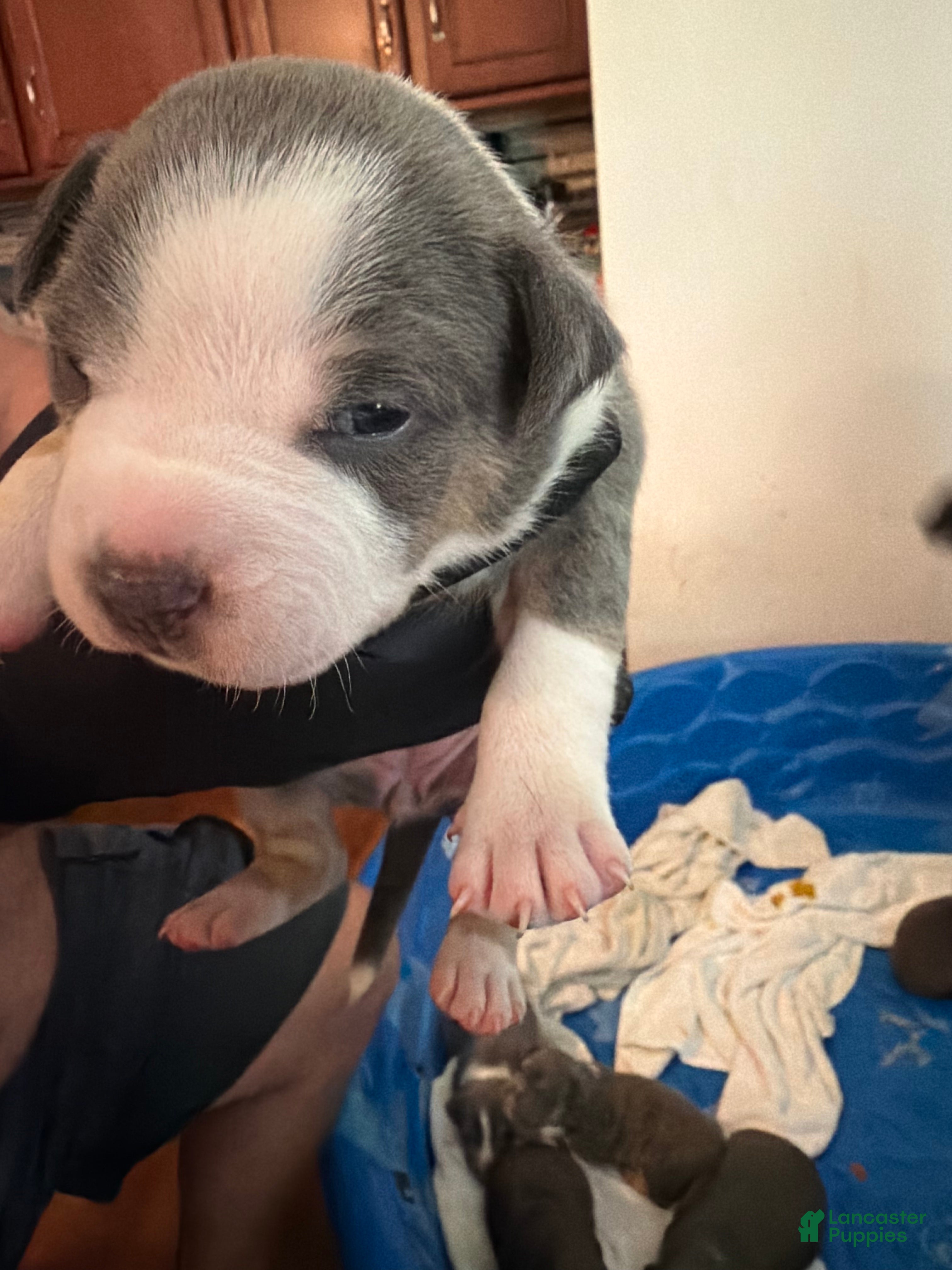 American Bully dogs Kiki - Ad 1