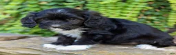 Cavapoo dogs for sale: Donna  - Ad 3