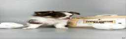 Chihuahua dogs for sale: Rachel - Ad 2