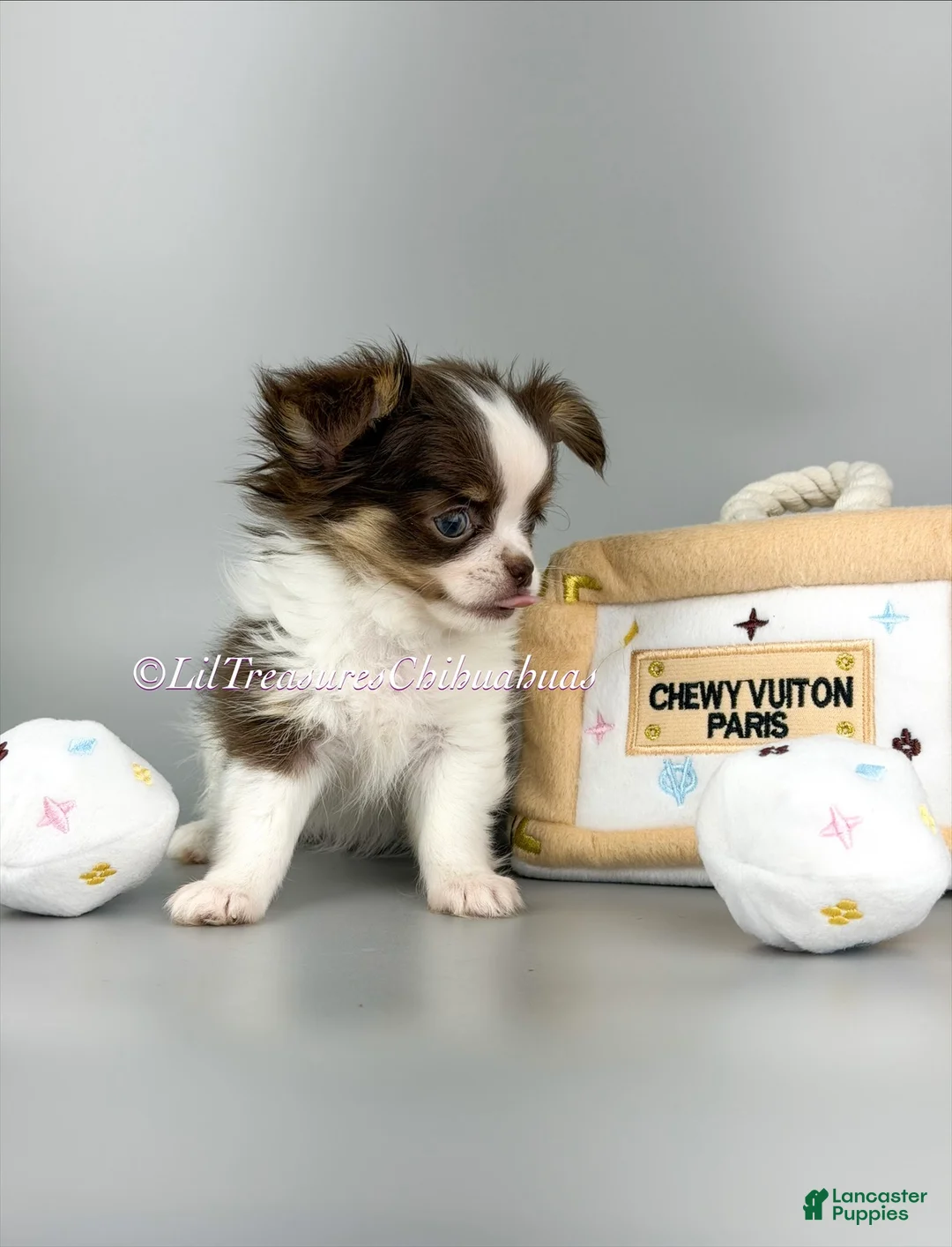 Chihuahua dogs for sale: Rachel - Ad 2