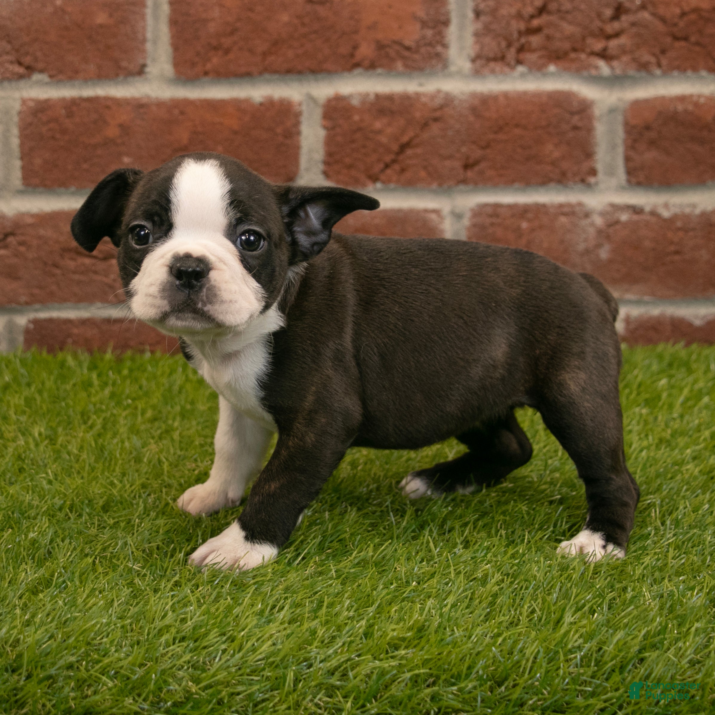 Frenchton dogs for sale: Amber - Ad 3