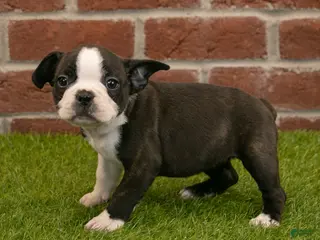 Frenchton dogs for sale: Amber - Ad 3