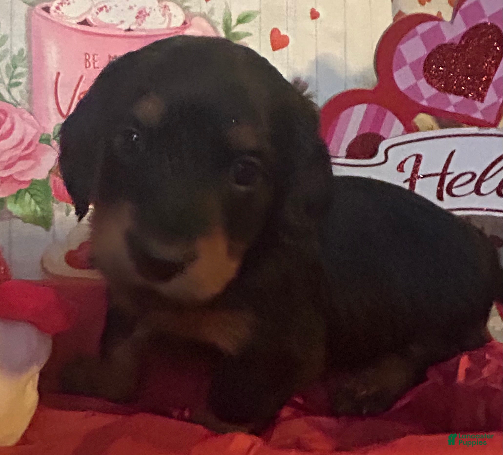 Miniature Dachshund dogs Miniature Dachshund Puppy 4 - Ad 27
