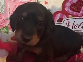 Miniature Dachshund dogs Miniature Dachshund Puppy 4 - Ad 27