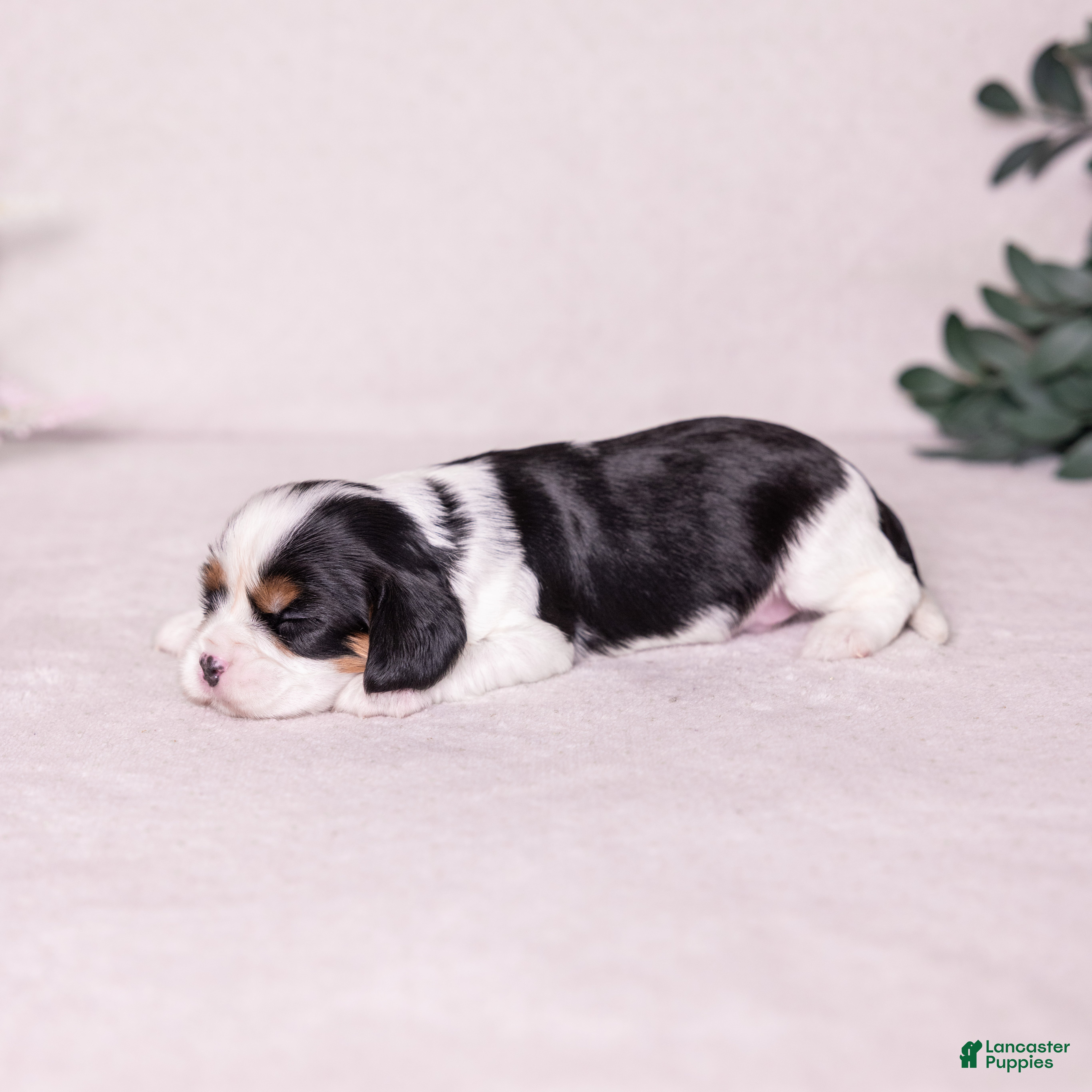 Cavalier King Charles Spaniel dogs Star - Ad 2