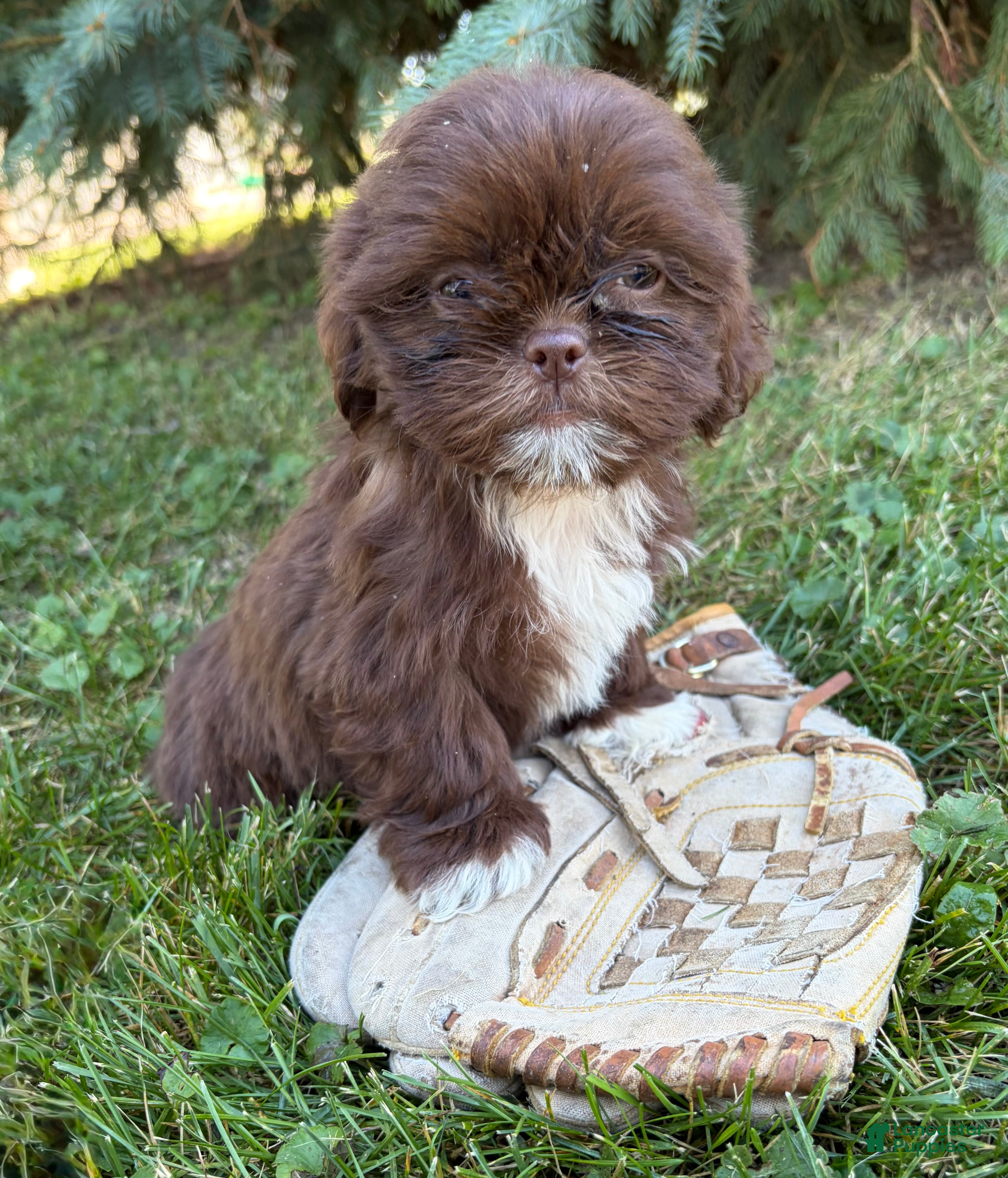 Shih Tzu dogs Lucy - Ad 1