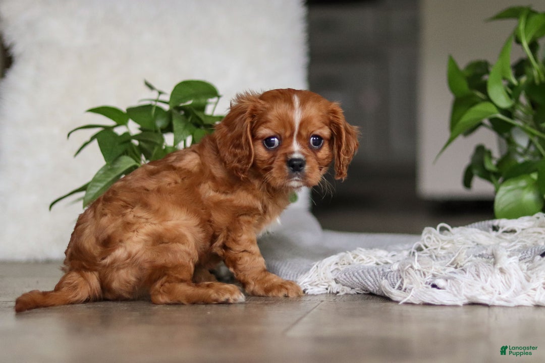 Cavalier King Charles Spaniel dogs for sale: Riley - Ad 3