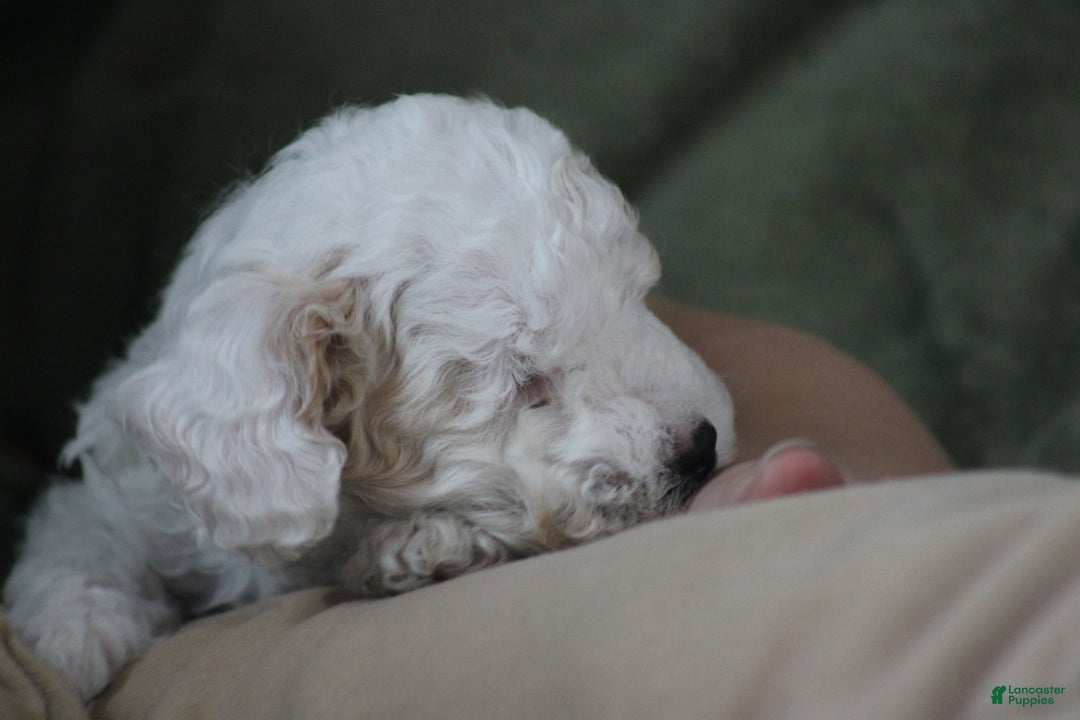 Cavapoo dogs for sale: Darla (Special Needs) - Ad 12