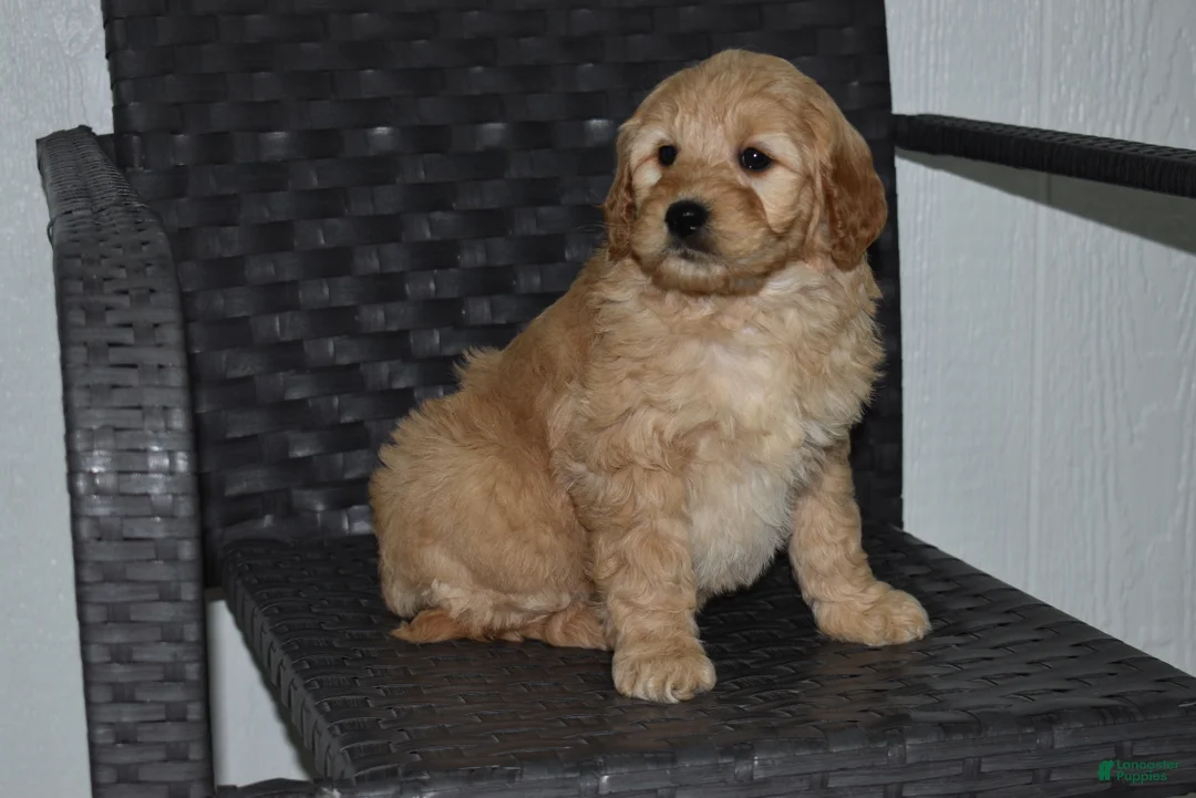 Goldendoodle dogs for sale: Lexi - Ad 4