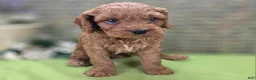 Cockapoo dogs for sale: Nigel - Ad 6