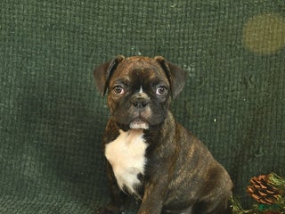 Frenchton dogs Blake - Ad 14