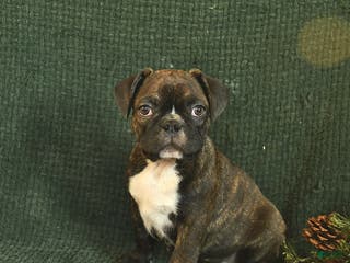 Frenchton dogs Blake - Ad 17