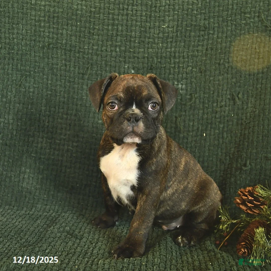Frenchton dogs for sale: Blake - Ad 2