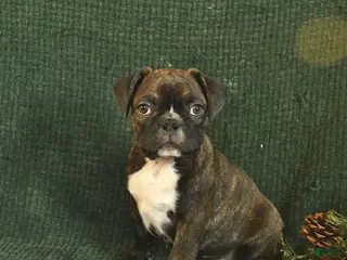 Frenchton dogs Blake - Ad 7