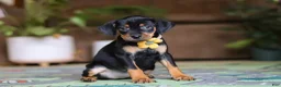 Miniature Pinscher dogs for sale: Daisy - Ad 3