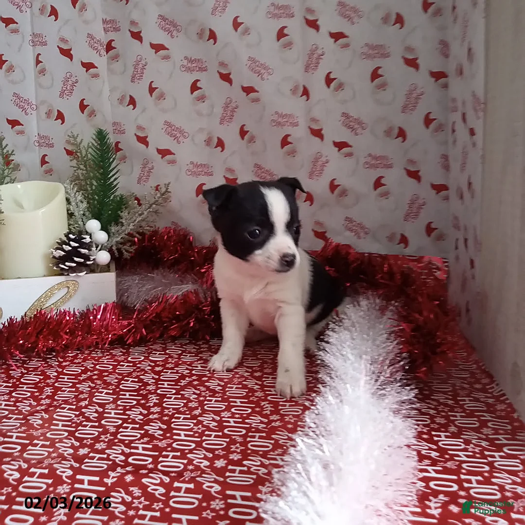 Chihuahua dogs for sale: Clyde - Ad 2