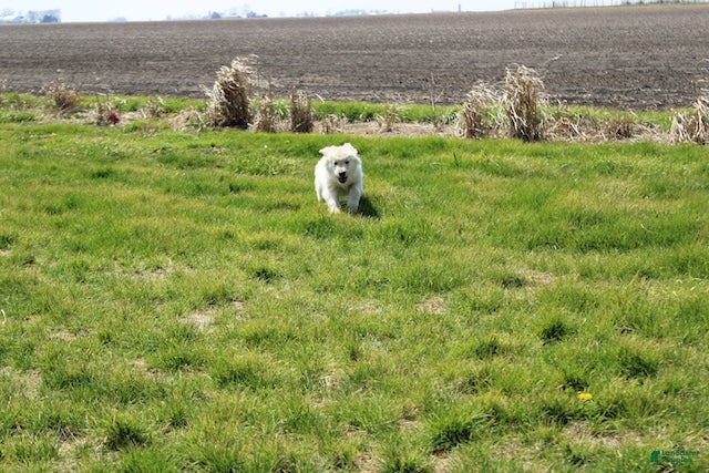 Golden Retriever dogs Mike the TRAINED Golden Retriever Puppy  - Ad 2