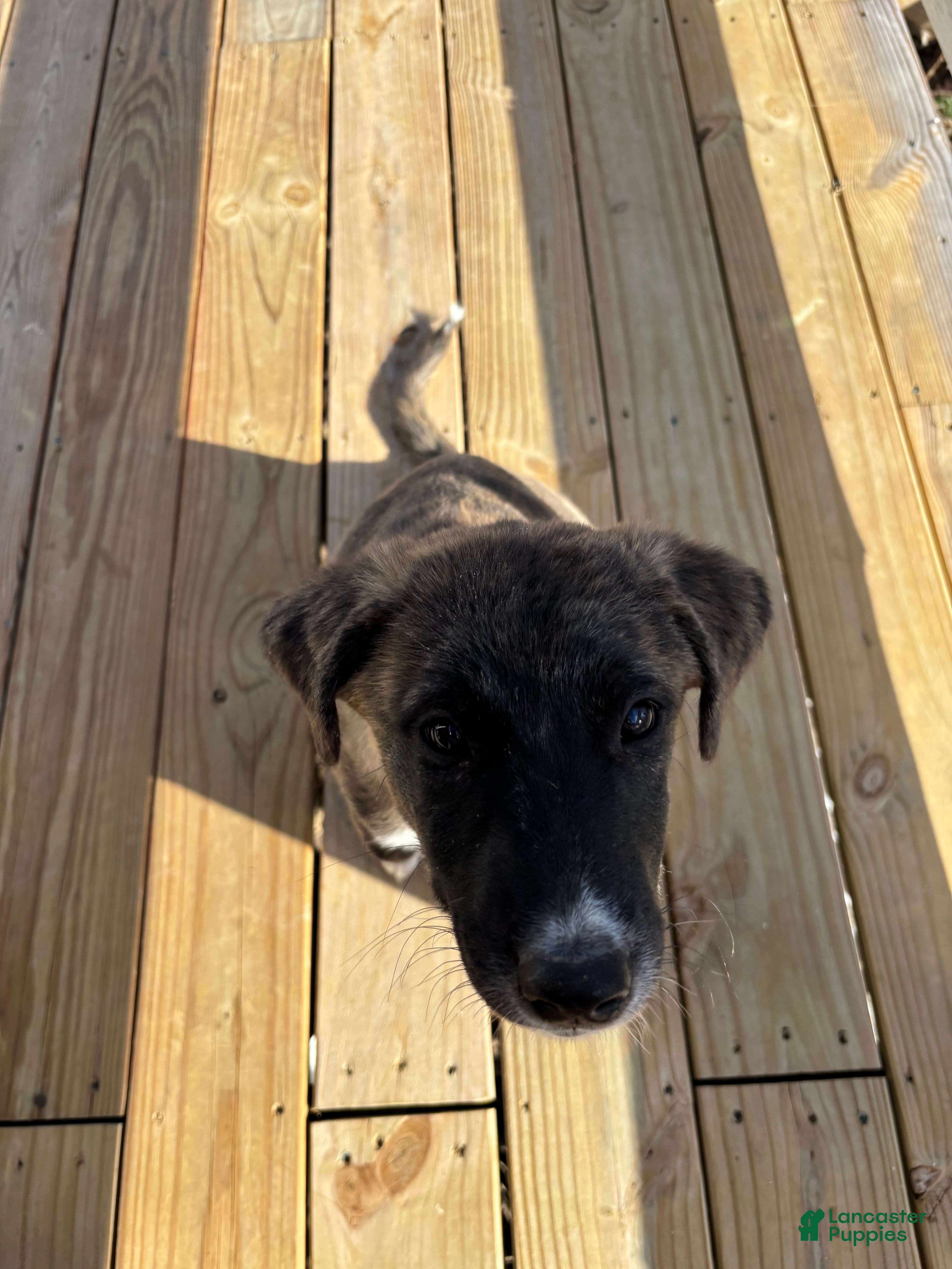 Mixed Breed dogs Duchess  - Ad 23