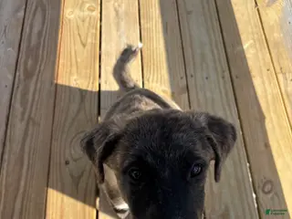 Mixed Breed dogs Duchess - Ad 23