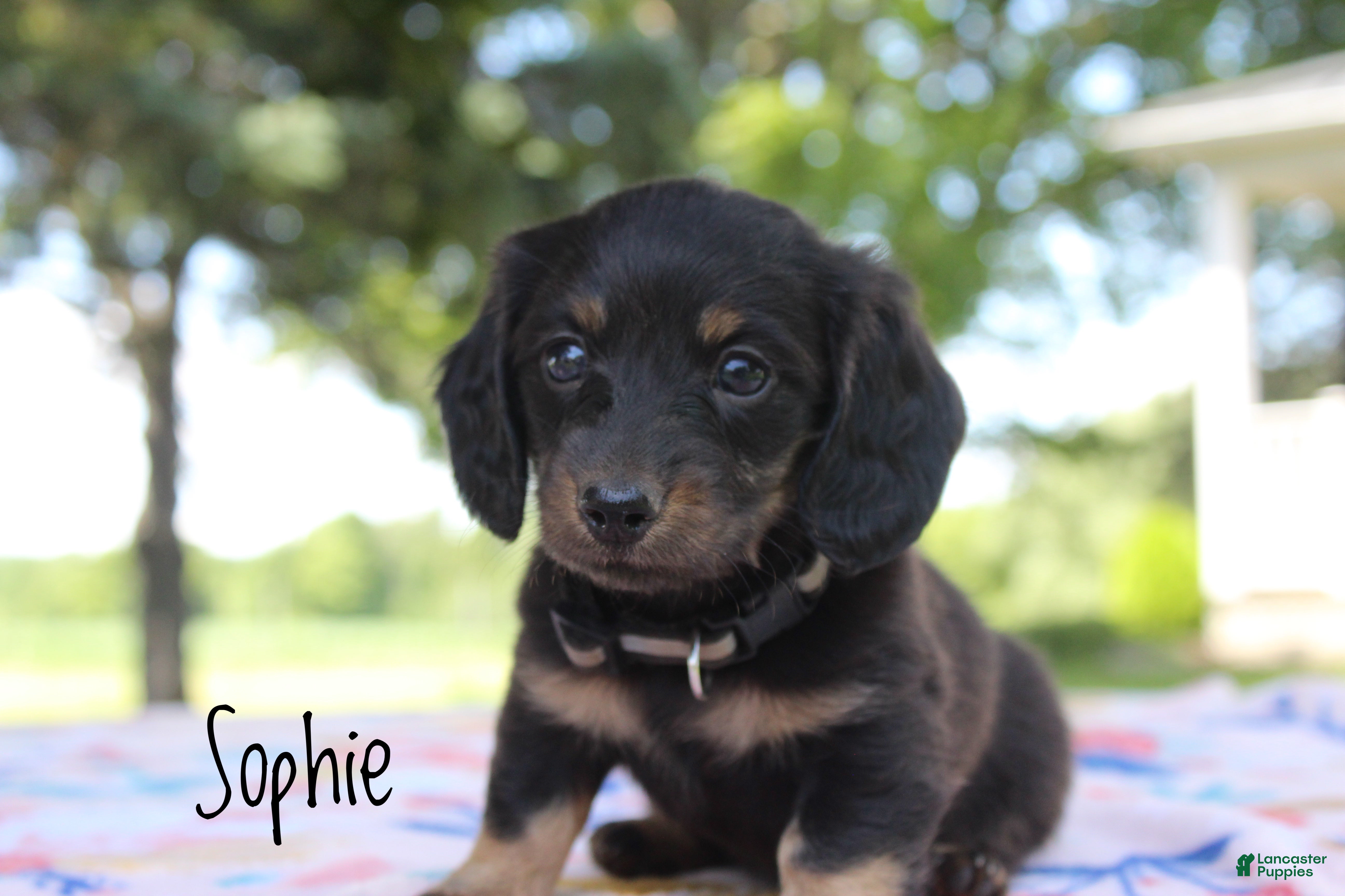 Miniature Dachshund dogs Sophie - Ad 1