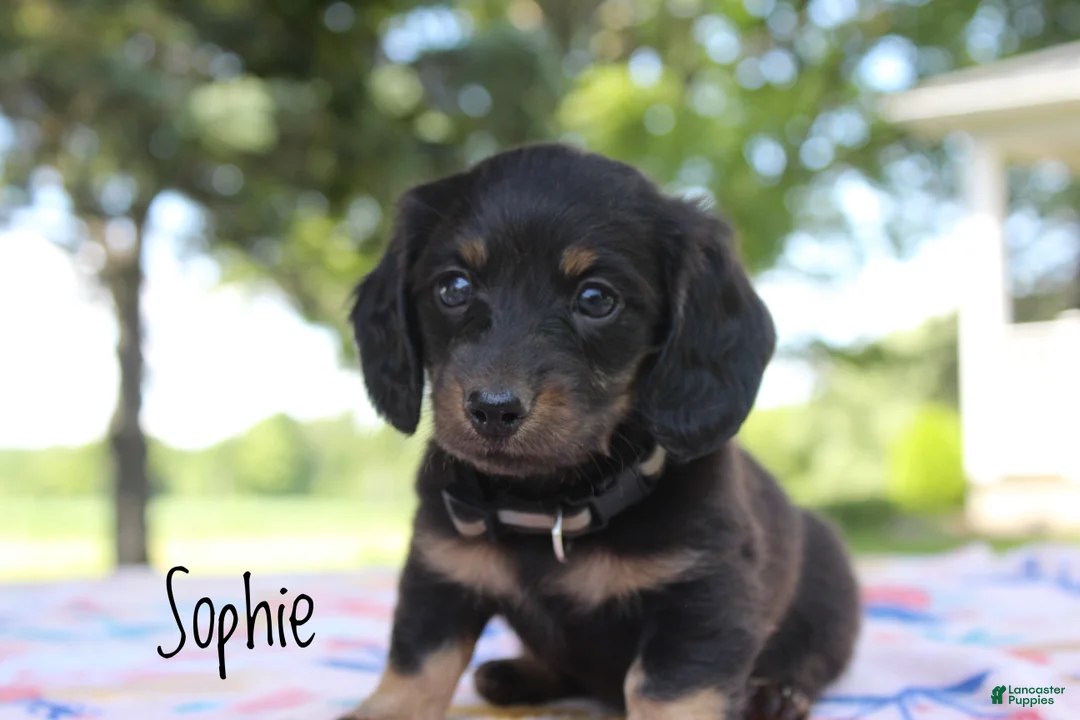 Miniature Dachshund dogs for sale: Sophie - Ad 1