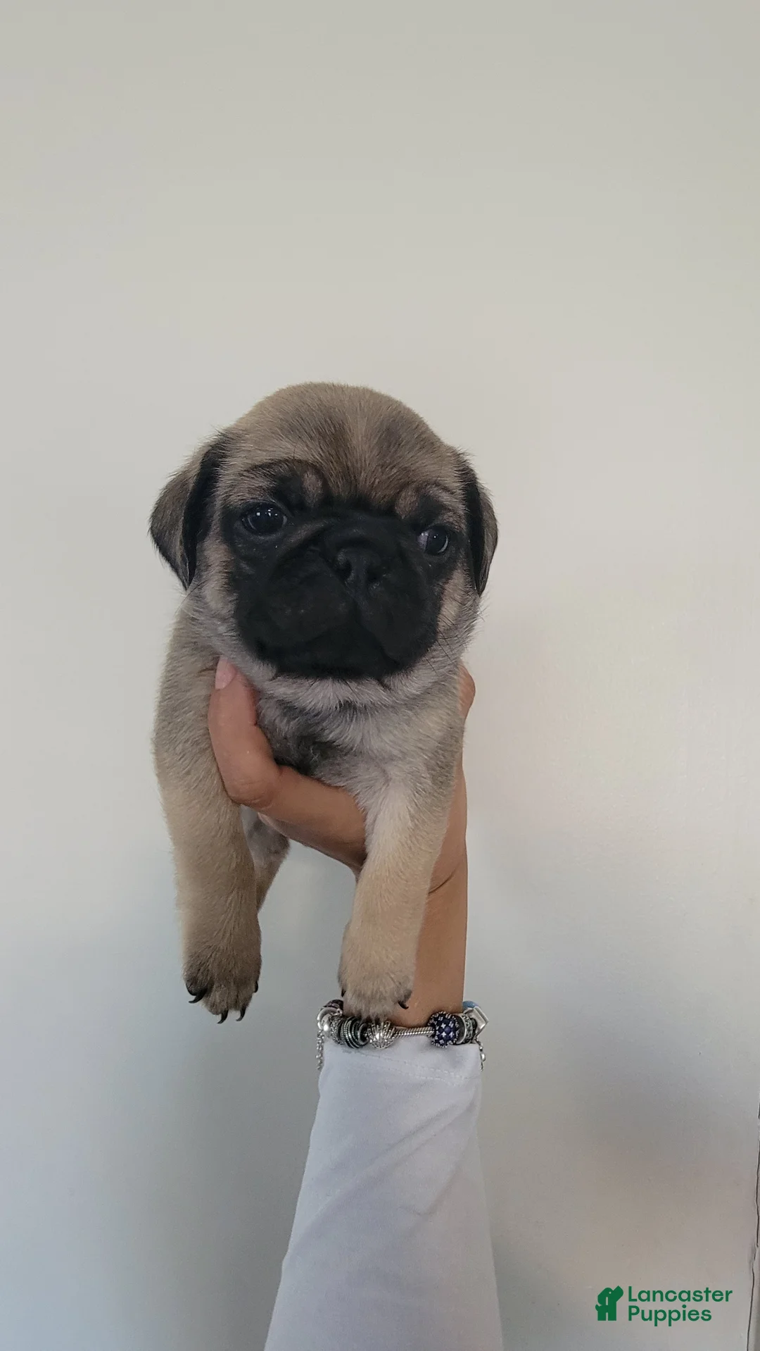 Pug dogs for sale: Red boy - Ad 1