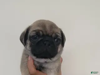 Pug dogs Red boy - Ad 8